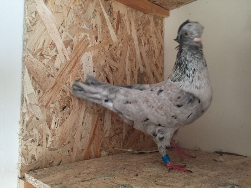  - 3 Jucatori de Baku