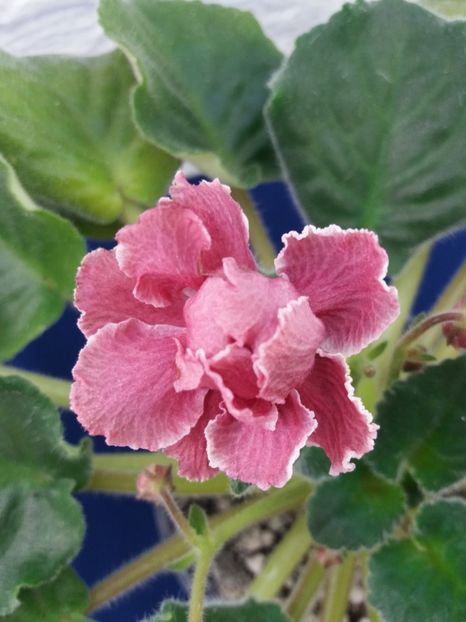 21 dec - ZZ RS Bog Solnca -RS Sun God