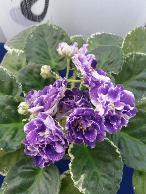 21 dec - ZZ RS Figaro