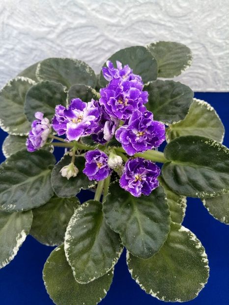 24 dec - ZZ RS Figaro