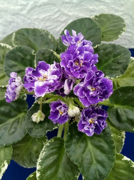 24 dec - ZZ RS Figaro