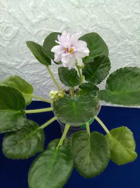 24 dec - ZZ RS Bagira sport