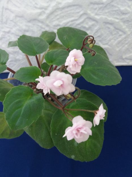 21 dec - Rob s Vanilla trail