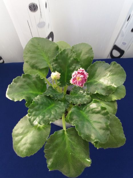 21 dec - ZZ RS Ledianaja Roza- RS Ice Rose