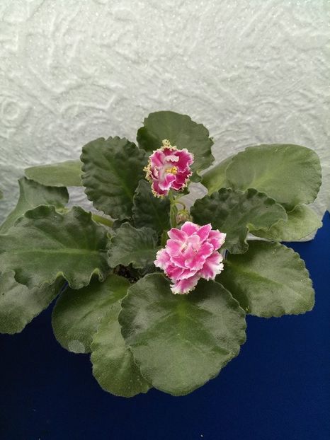 24 dec - ZZ RS Ledianaja Roza- RS Ice Rose