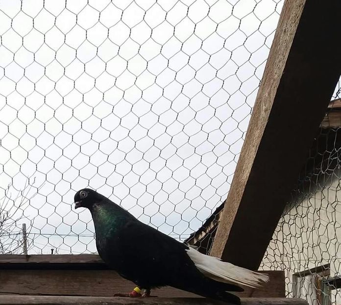 Femela - 6-Negru Codalb Romanesc