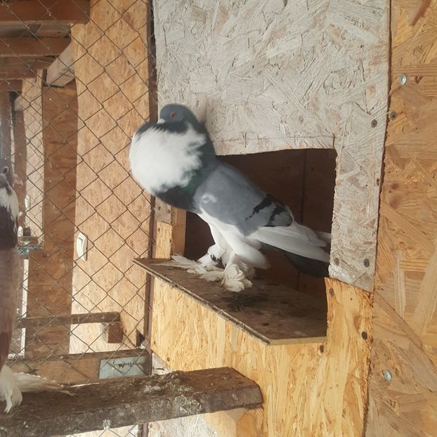  - Gusat de pomerania