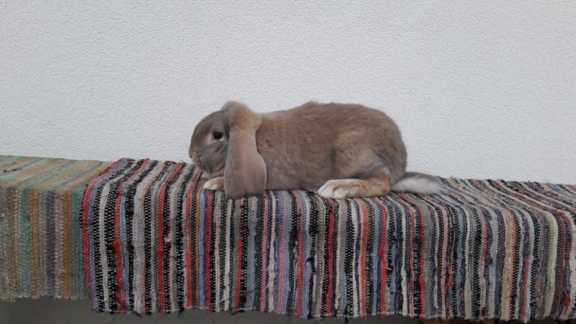  - 2- Femela berbec german mignon