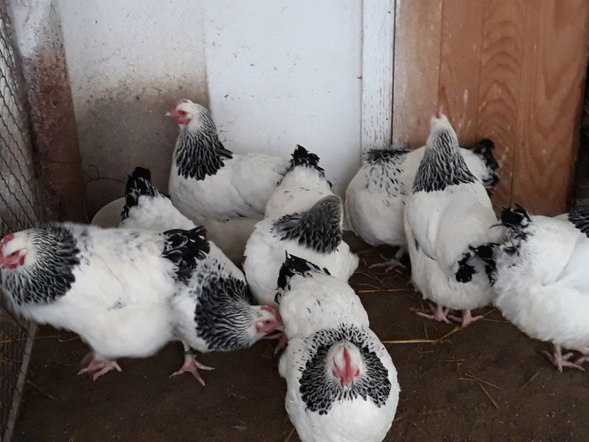  - Sassex pentru 2018