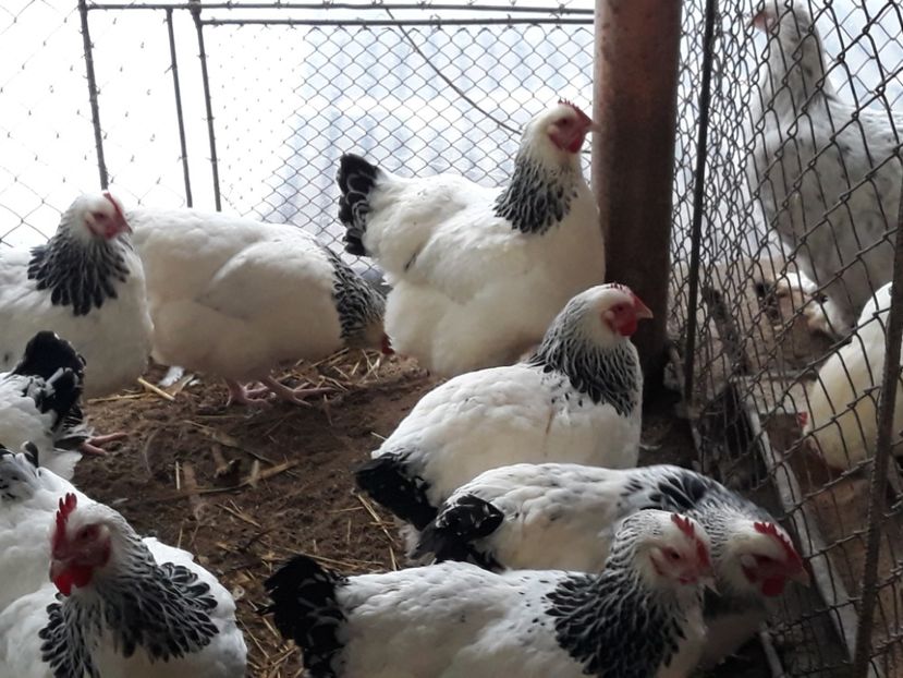  - Sassex pentru 2018