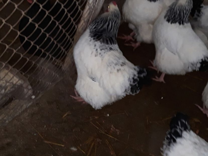  - Sassex pentru 2018