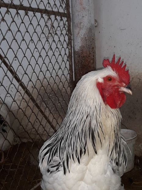  - Sassex pentru 2018