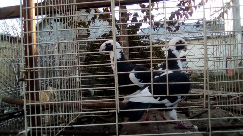  - Germani matca 2018