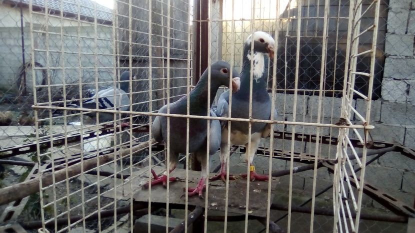  - Germani matca 2018