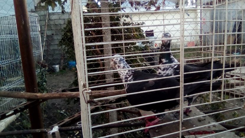  - Germani matca 2018