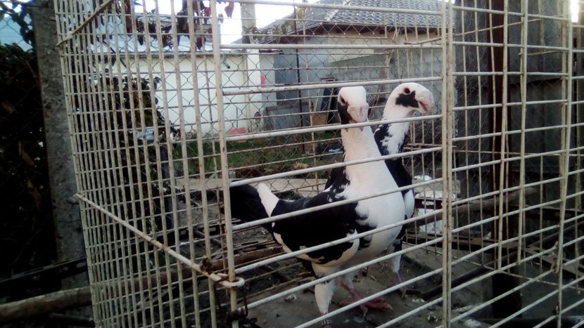  - Germani matca 2018