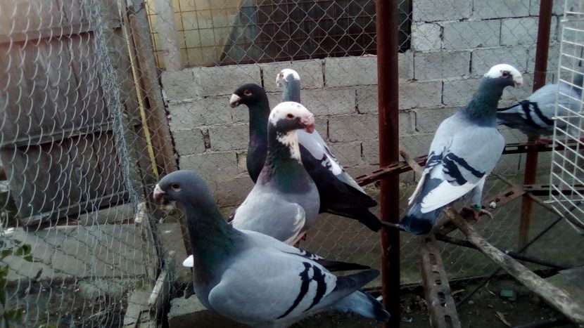  - Germani matca 2018