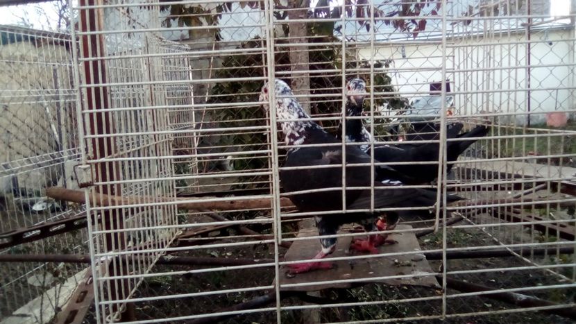  - Germani matca 2018