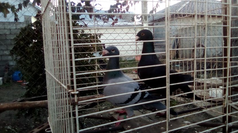  - Germani matca 2018