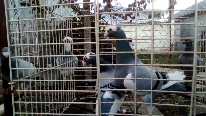  - Germani matca 2018