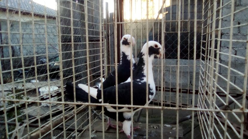  - Germani matca 2018