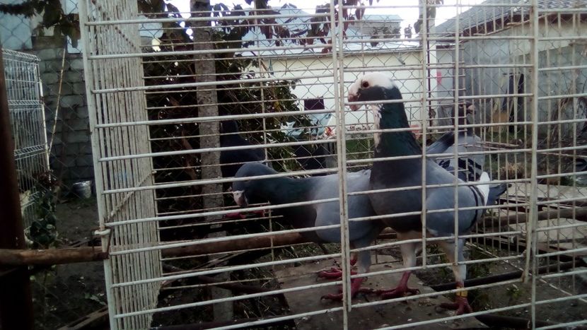  - Germani matca 2018