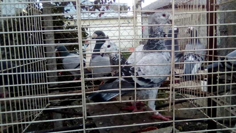  - Germani matca 2018