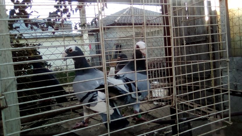  - Germani matca 2018