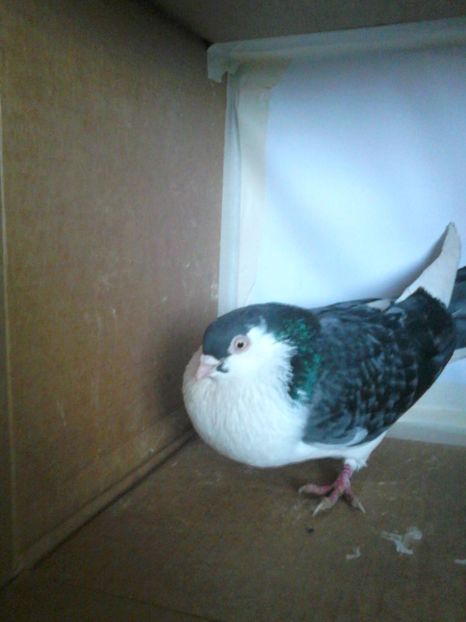 telefon 061 - galateni matca 2017