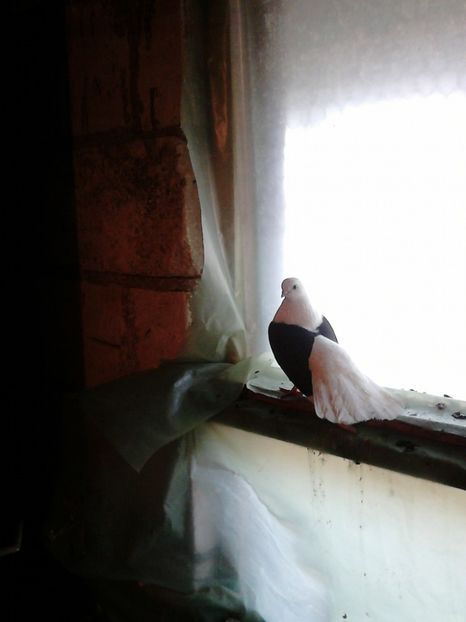 telefon 138 - jucatori de tangarog matca 2017