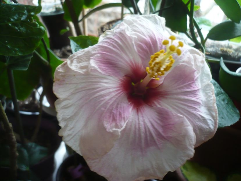 24.12.2017 - HIBISCUSI 2017-4