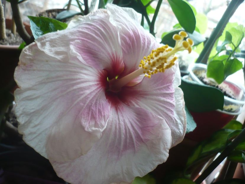 P1360034 - HIBISCUSI 2017-4