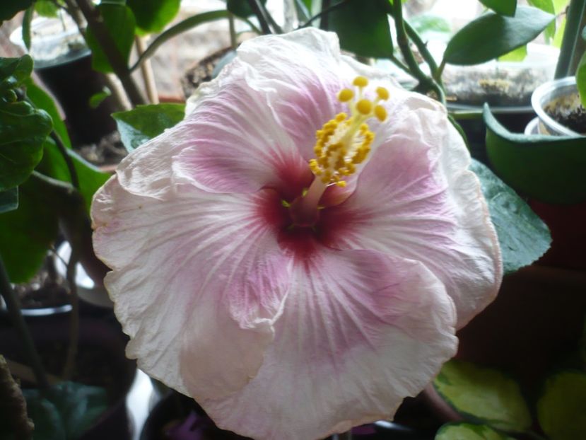 P1360033 - HIBISCUSI 2017-4