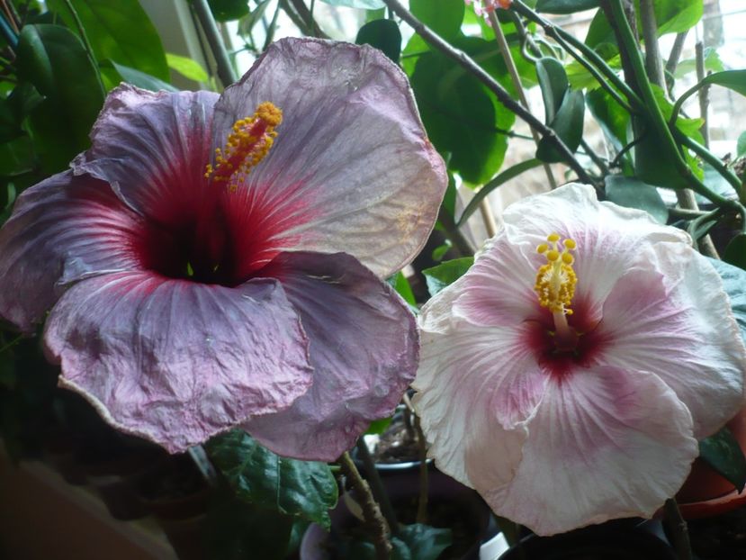 P1360036 - HIBISCUSI 2017-4