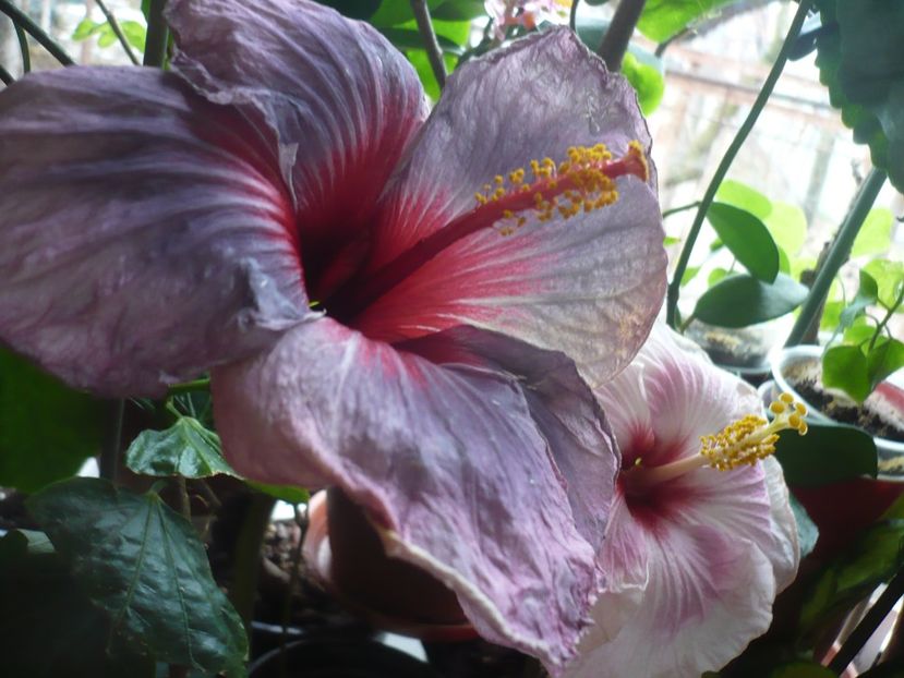 P1360037 - HIBISCUSI 2017-4