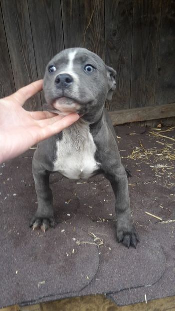  - Amstaff blue