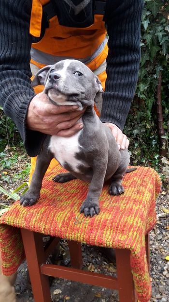  - Amstaff blue