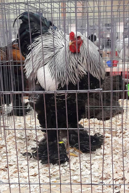 Romania - dl Titi Mandrut - BRAHMA CLUB ROMANIA Facebook