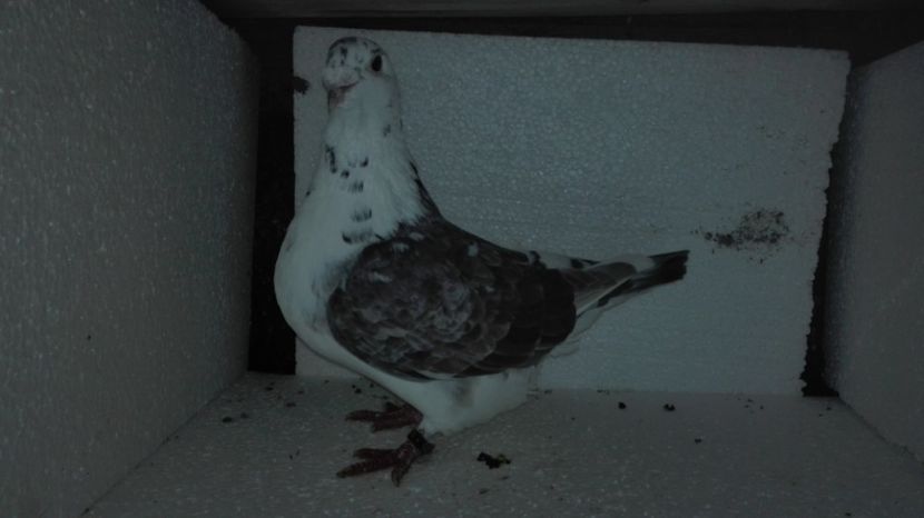 F 2016 - MATCĂ Femele 2018