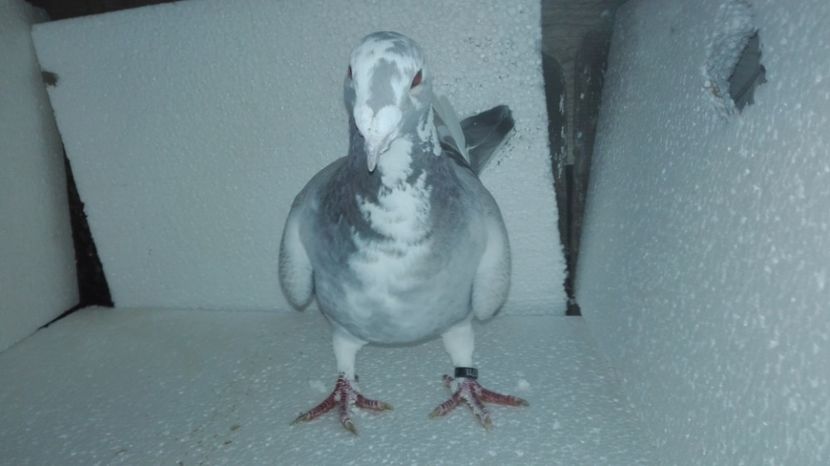 F 2016 vândută - O parte din porumbei vanduti