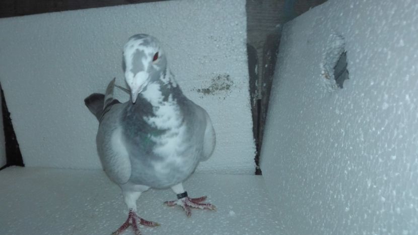  - O parte din porumbei vanduti