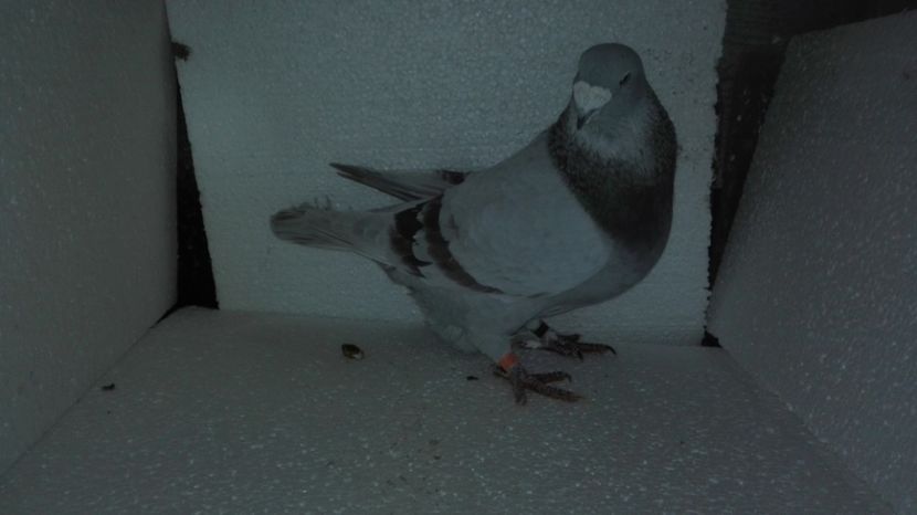 M 2011 - O parte din porumbei vanduti