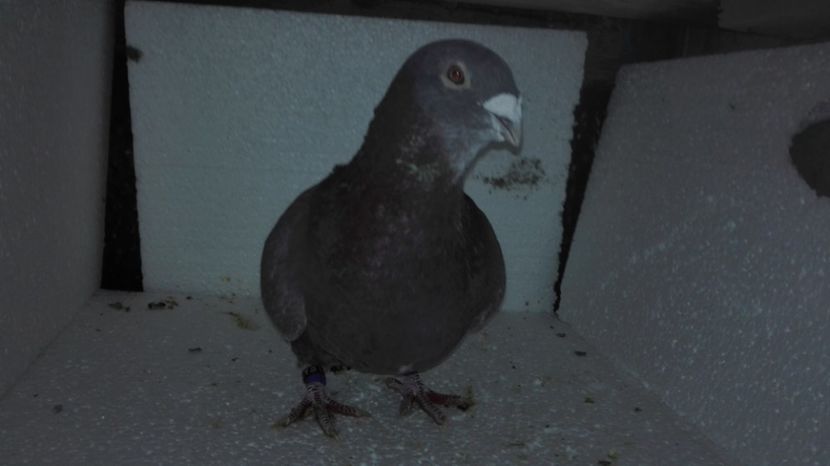 M 2016 - ADRIAN 2016 2013