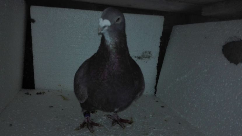  - Masculi pentru 2018