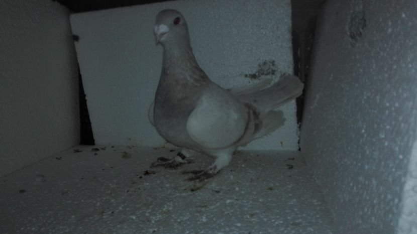 F 2016 - Album  GALBENI__PIESE__standard