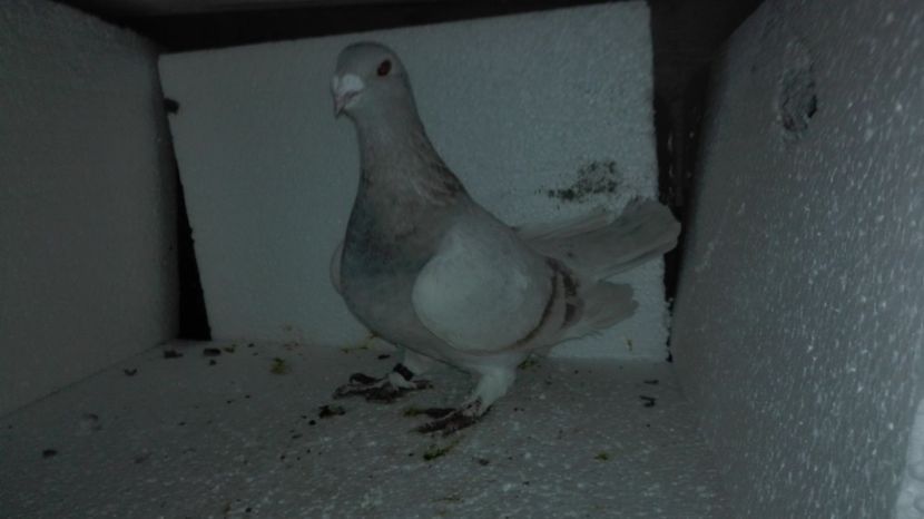  - Album  GALBENI__PIESE__standard