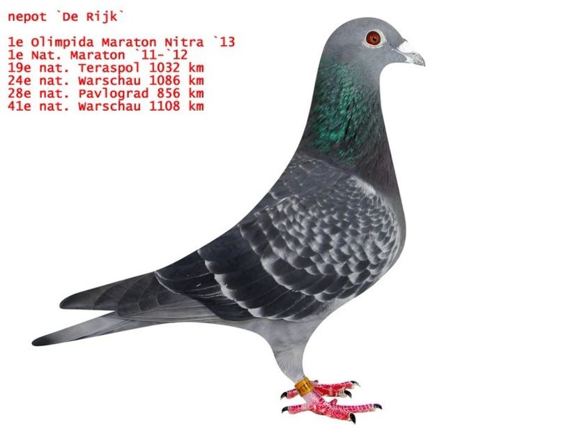 BG-15-1511340 M - Achizitii - 2018 - matca