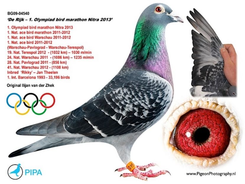 BG-09 - Achizitii - 2018 - matca