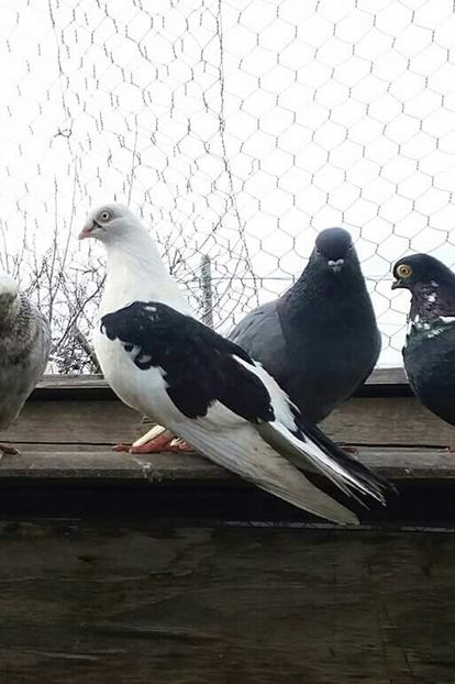 Femela - 4-Jucatori de Galati