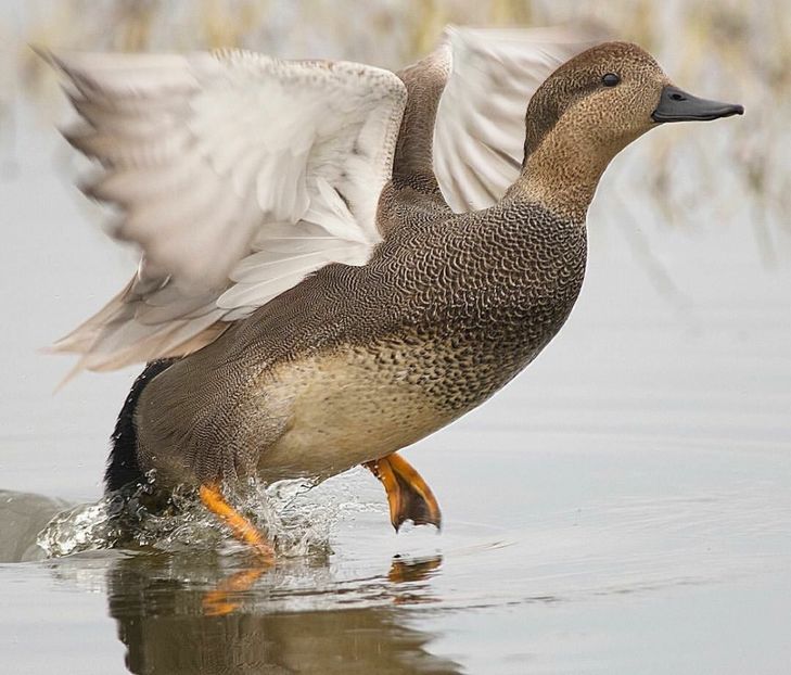  - Un fel de rai pe pământ!